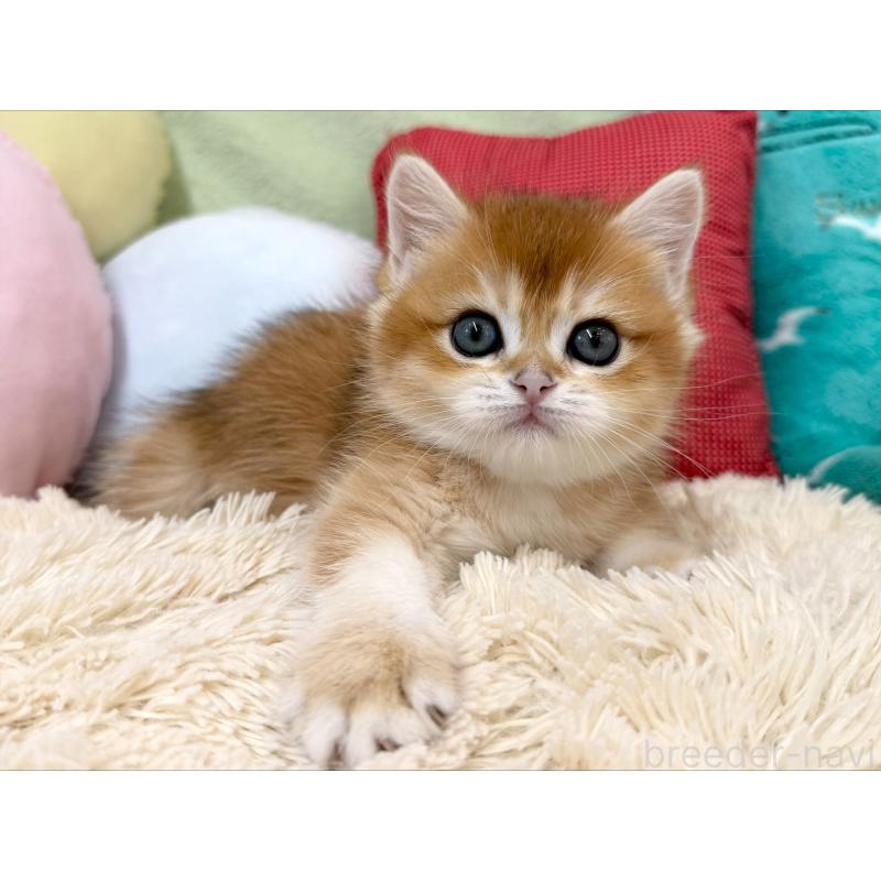 成約済の大阪府のブリティッシュショートヘア-124623の6枚目